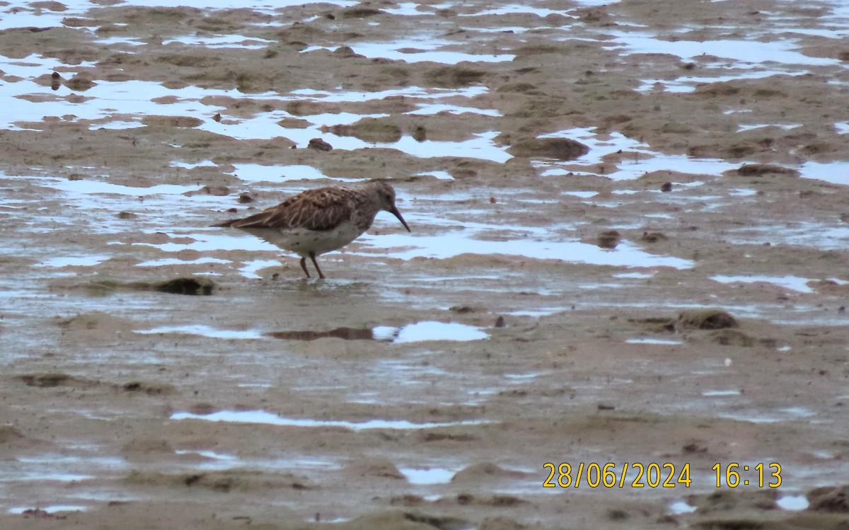 Great Knot - ML620912574