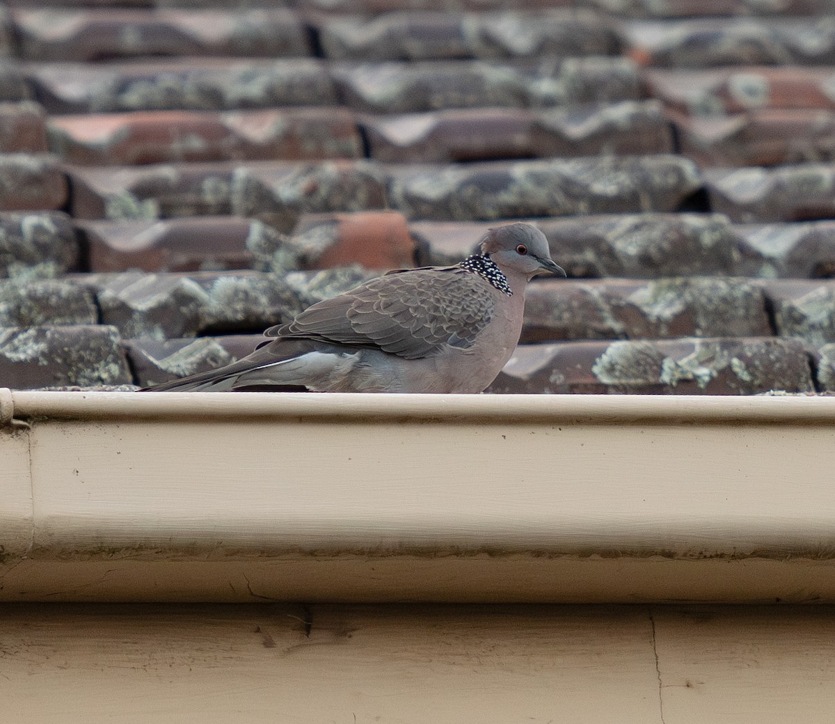 Spotted Dove - ML620912575