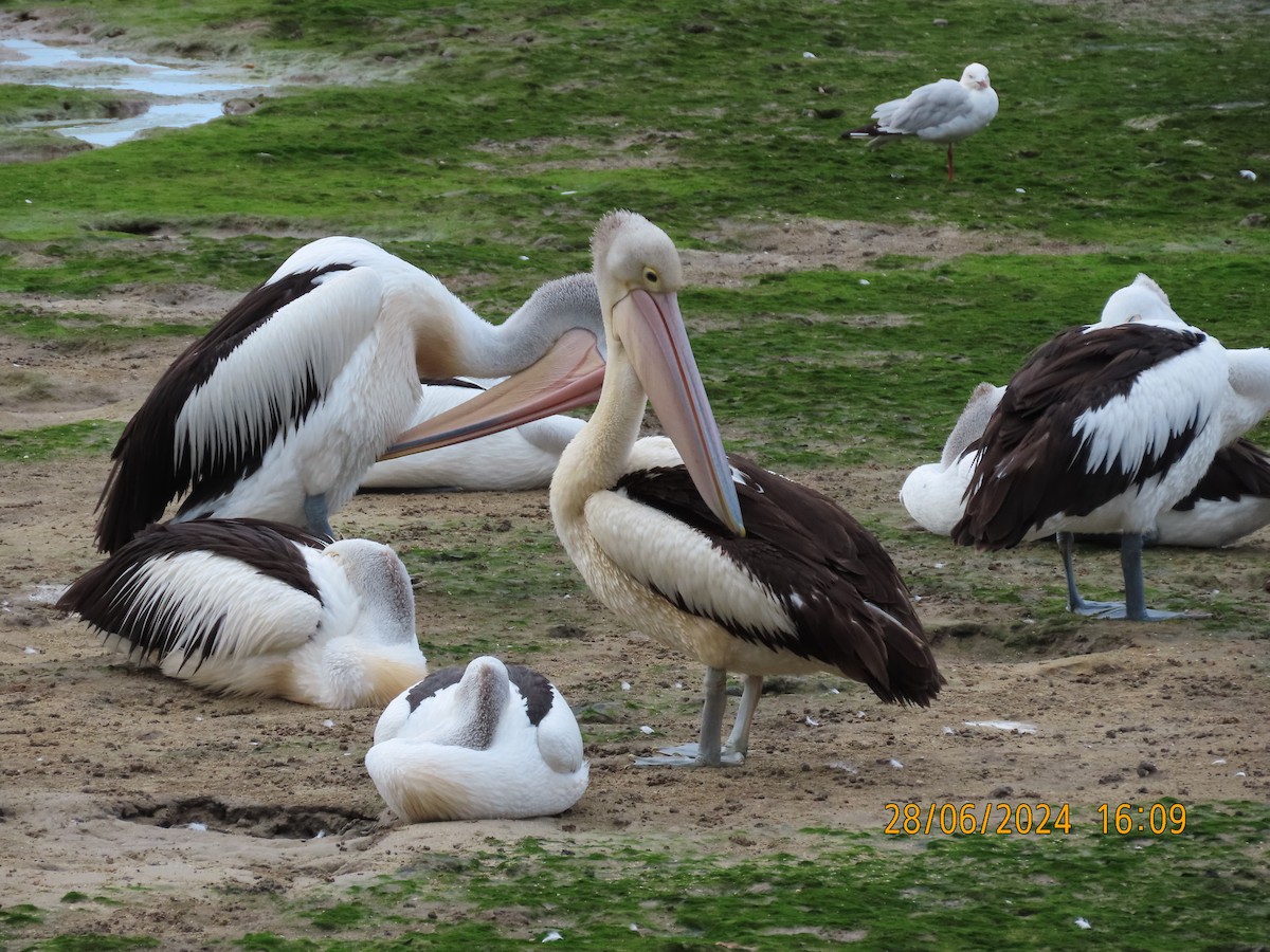 pelikán australský - ML620912606