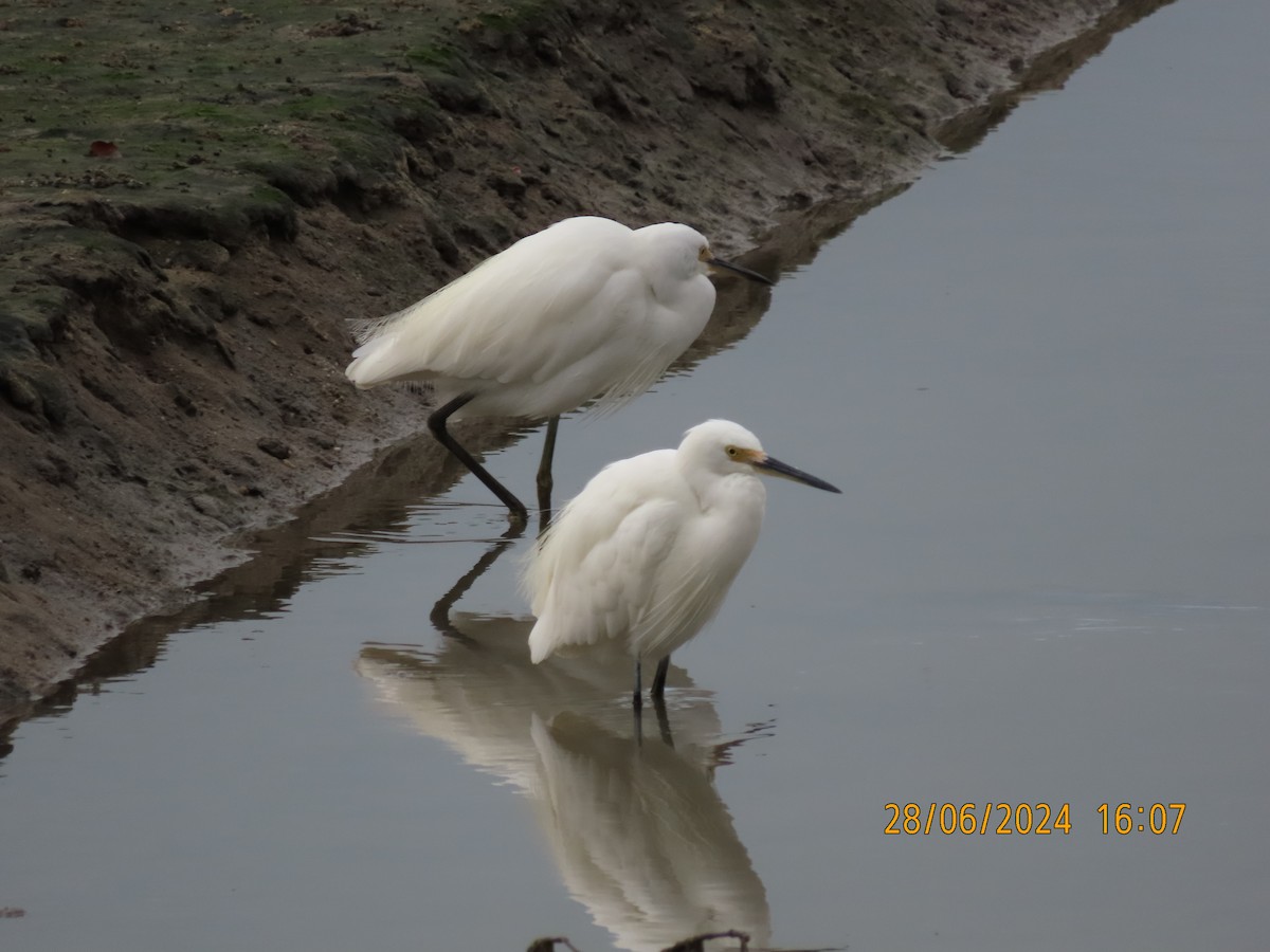 Little Egret (Australasian) - ML620912617