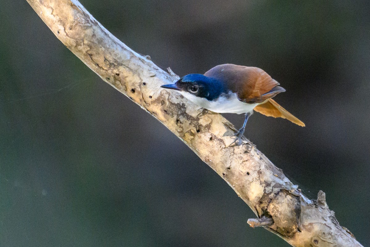 Shining Flycatcher - ML620912620