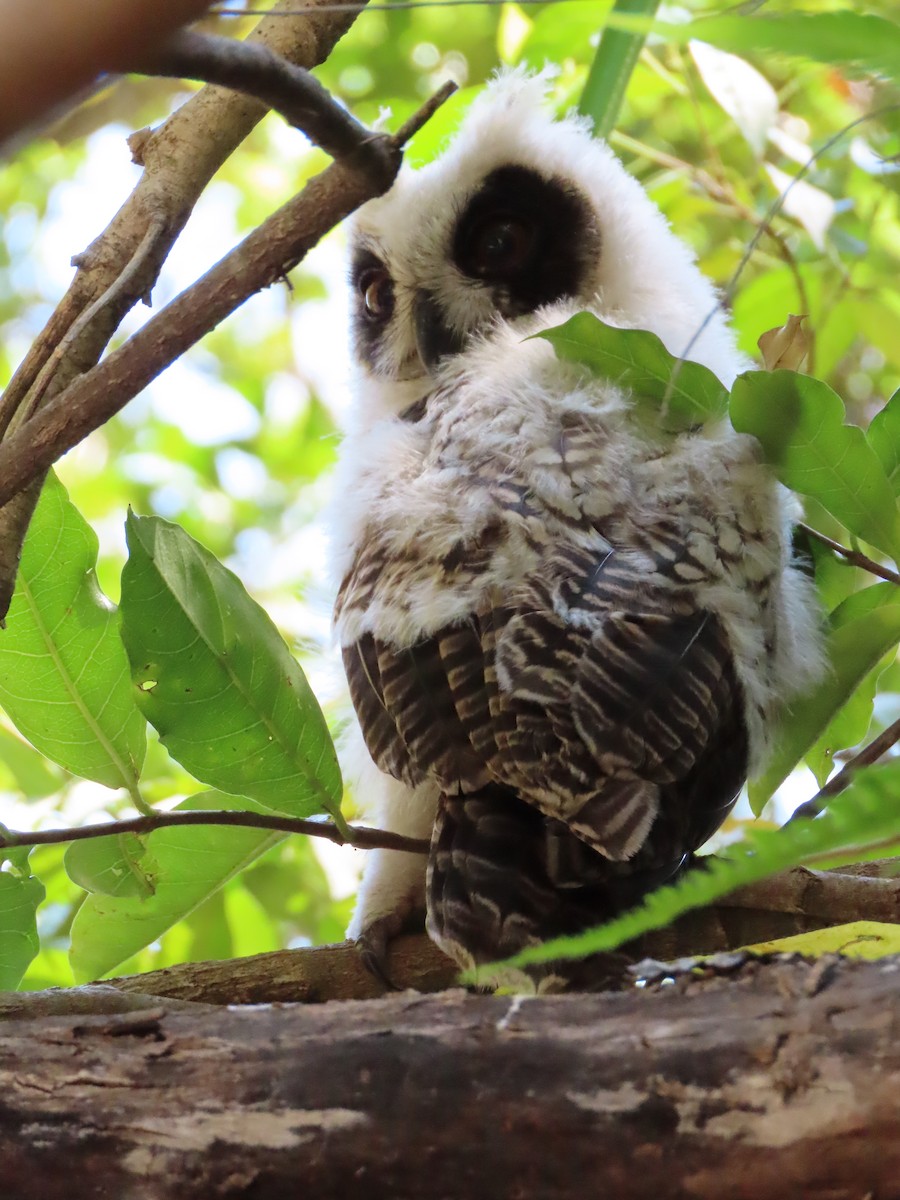 Madagascar Owl - ML620912621