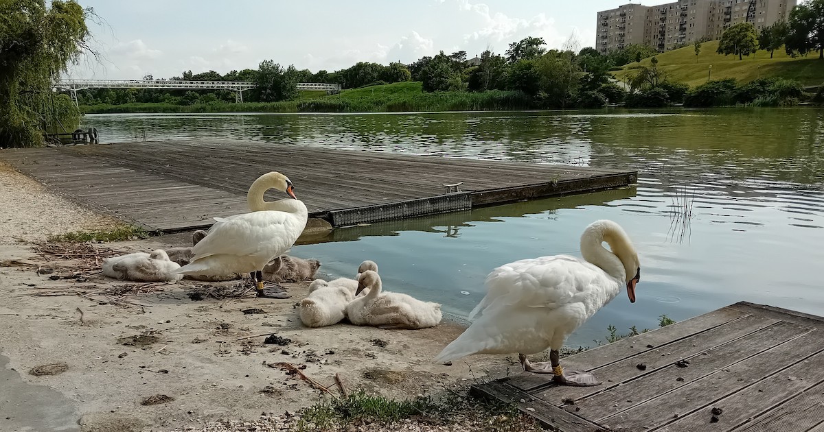 Mute Swan - ML620912622