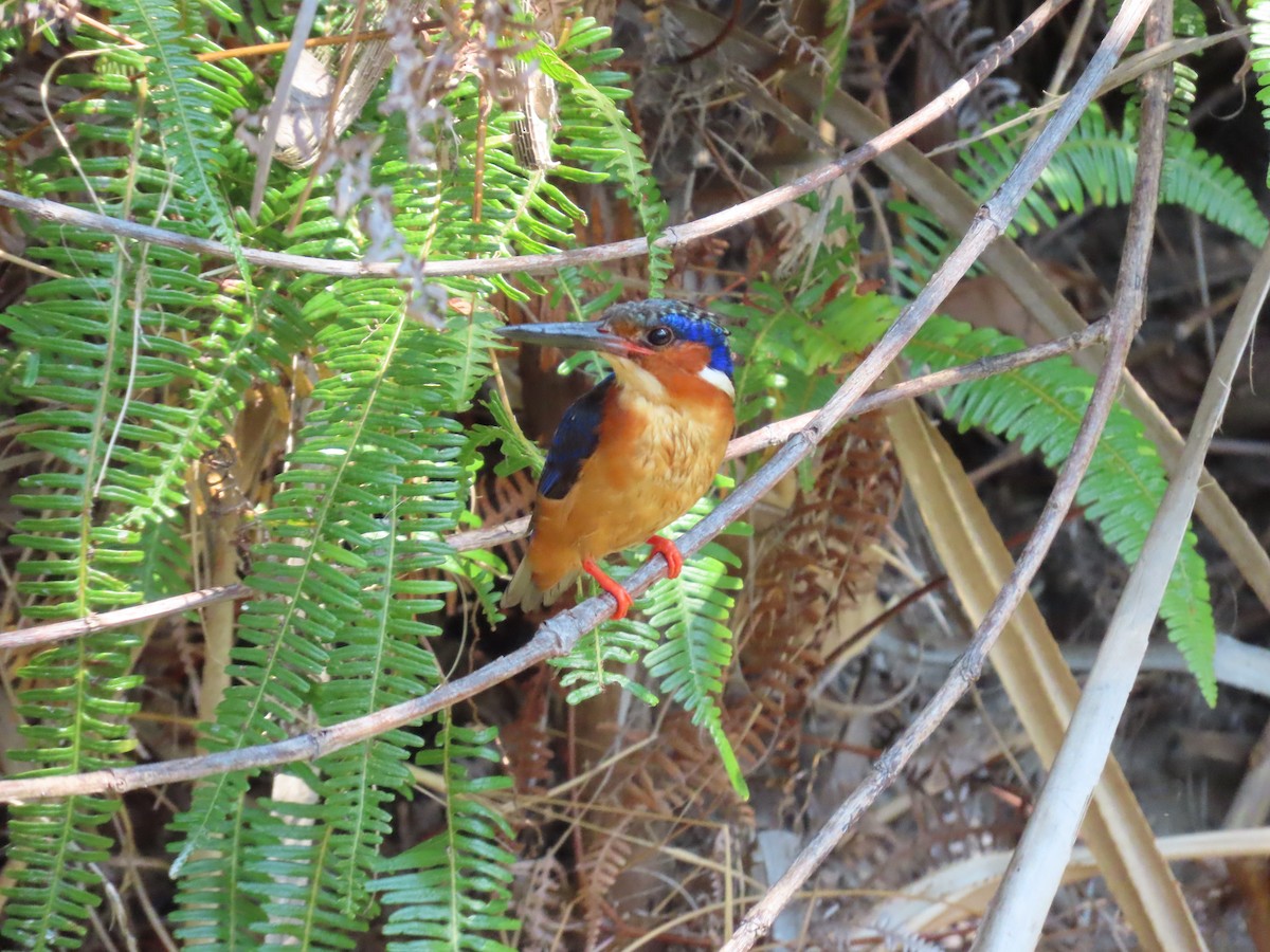 Malagasy Kingfisher - ML620912626