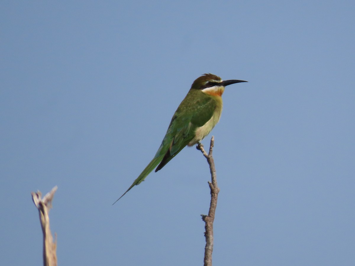 Madagascar Bee-eater - ML620912627