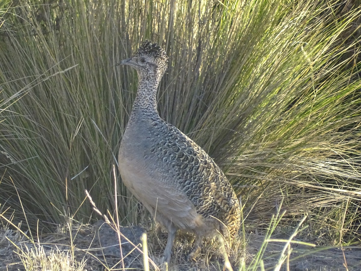 Ornate Tinamou - ML620912628