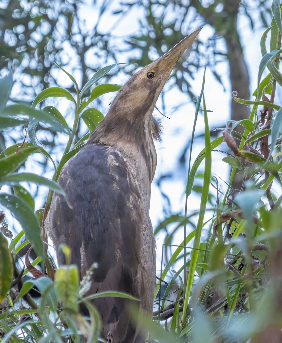 Australasian Bittern - ML620912629