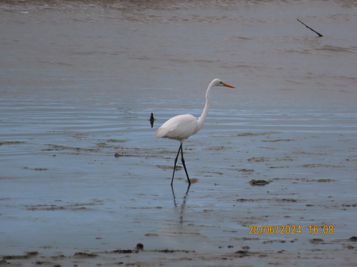 Great Egret - ML620912630