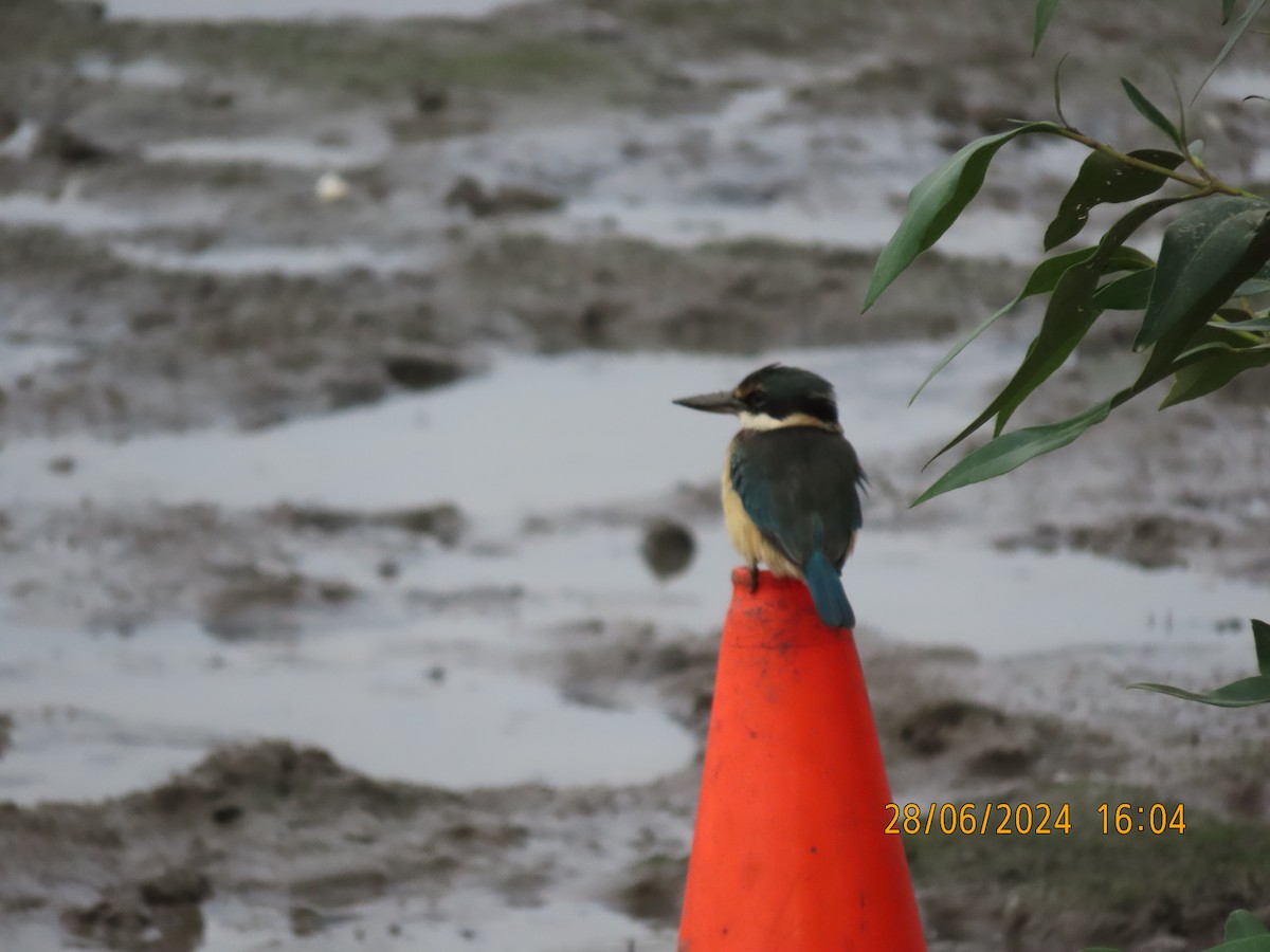 Sacred Kingfisher (Australasian) - ML620912635