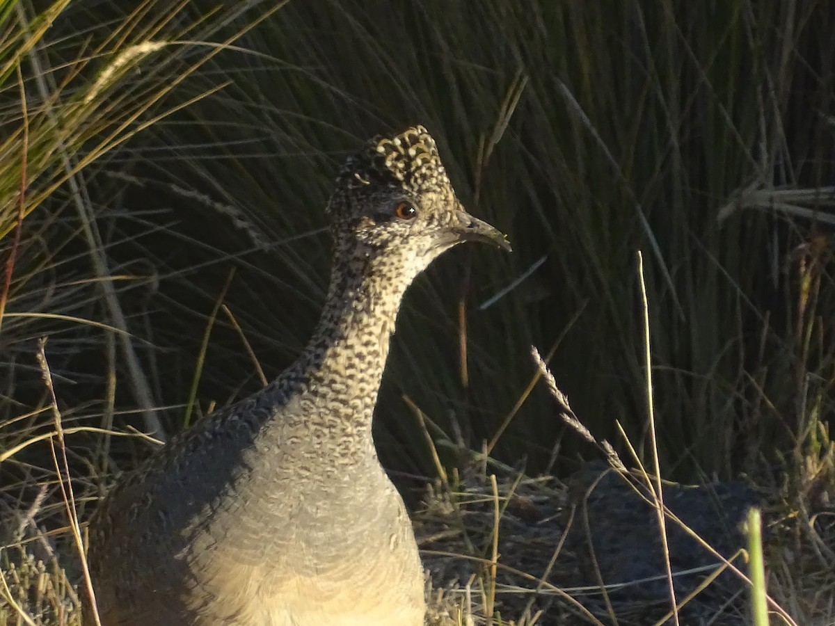 Ornate Tinamou - José Ignacio Catalán Ruiz