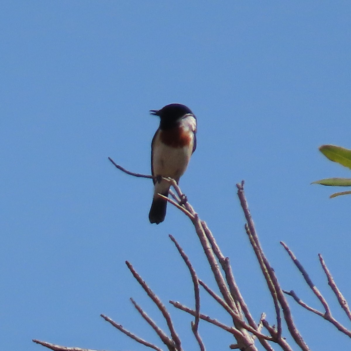 African Stonechat (Madagascar) - Greg Wark