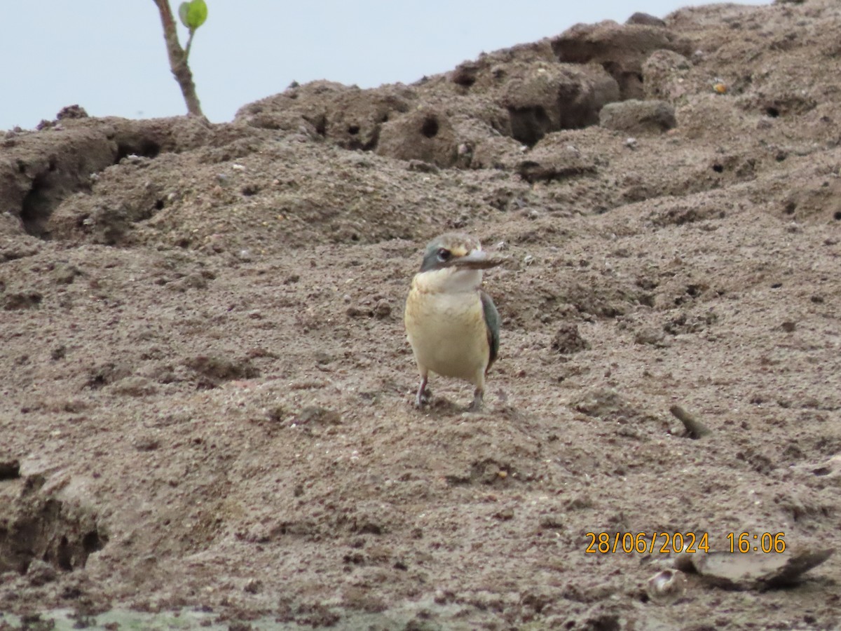 Sacred Kingfisher (Australasian) - ML620912639