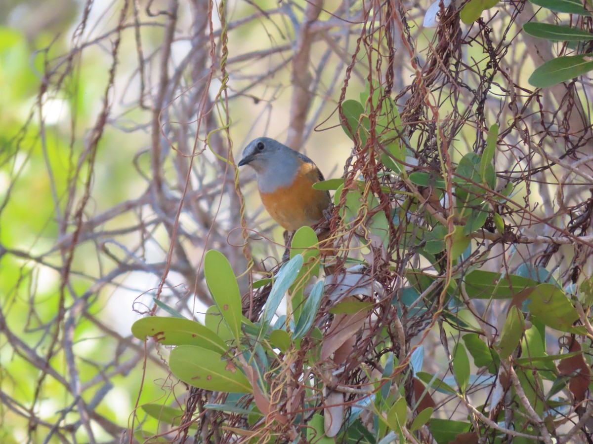 Forest Rock-Thrush (Benson's) - ML620912640