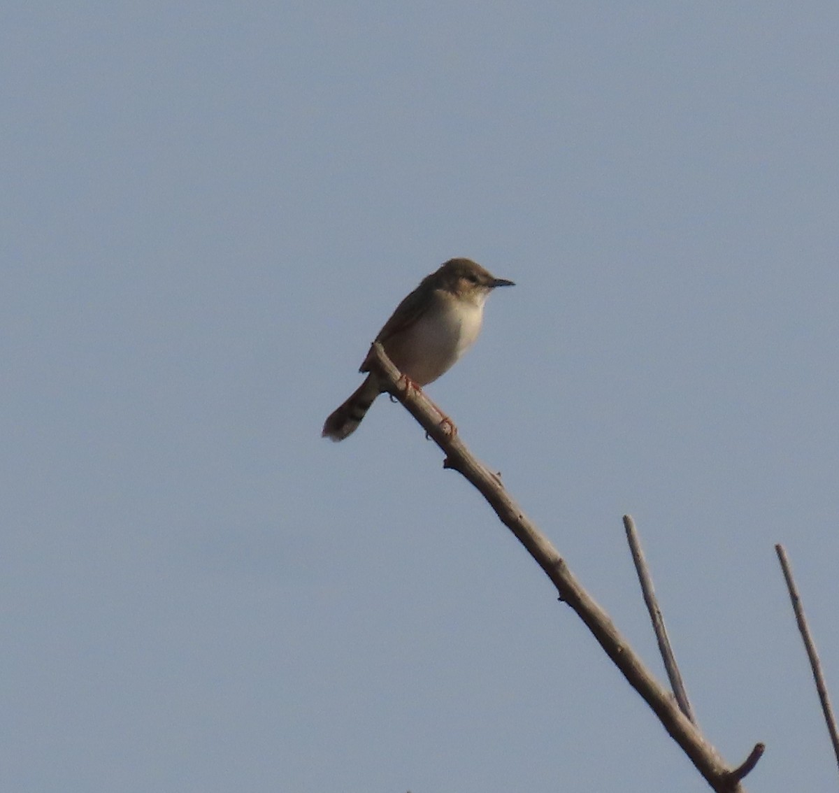 Madagascar Cisticola - ML620912642