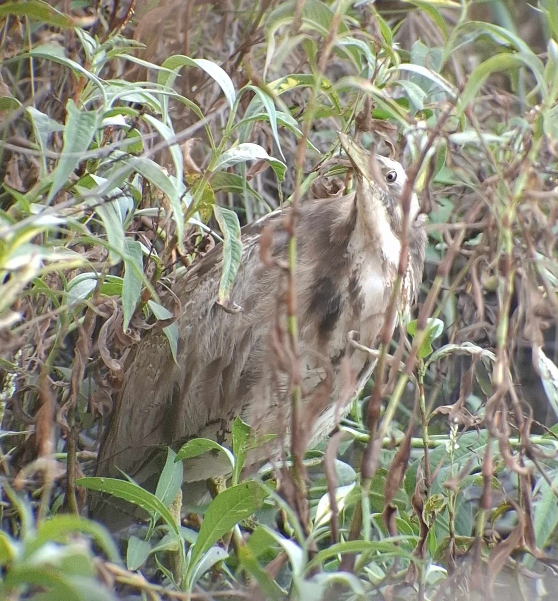 Australasian Bittern - ML620912646