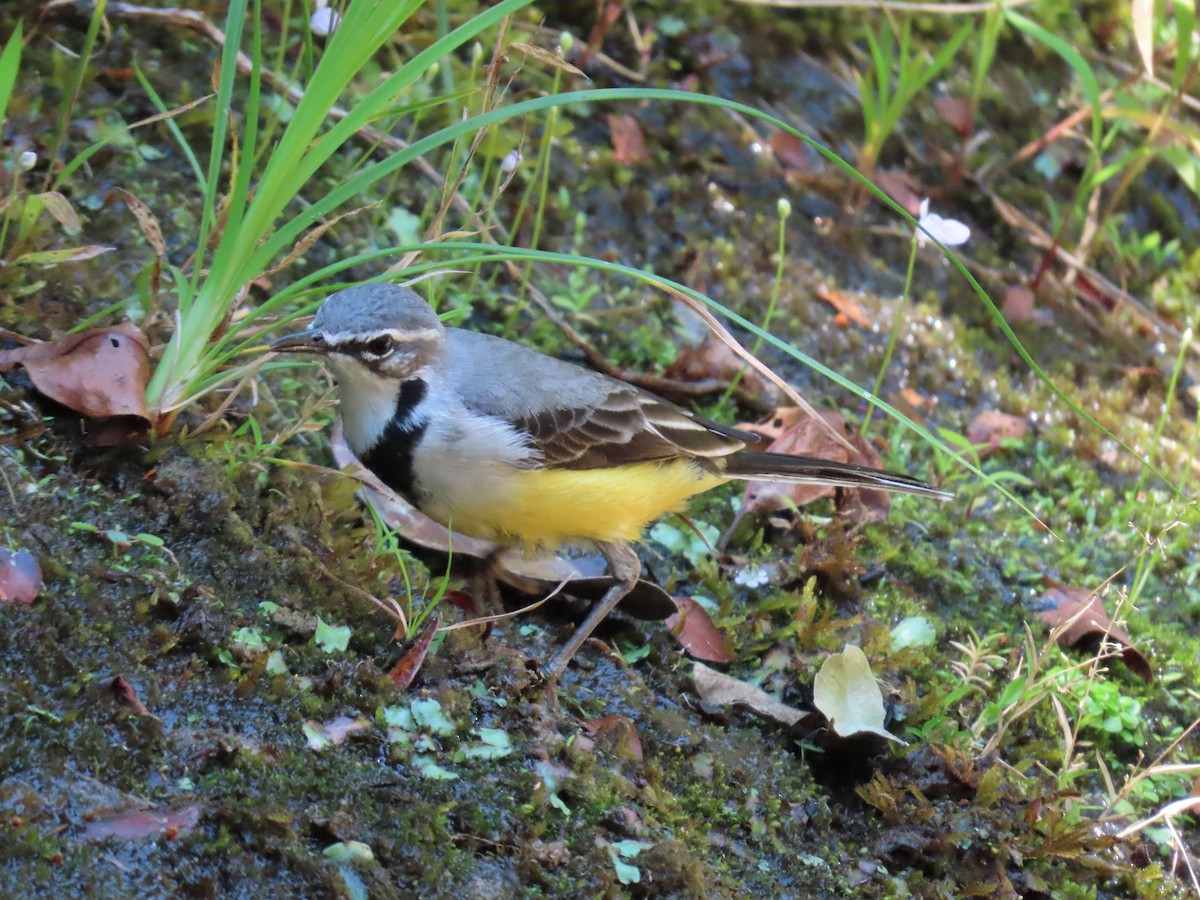 Madagascar Wagtail - Greg Wark