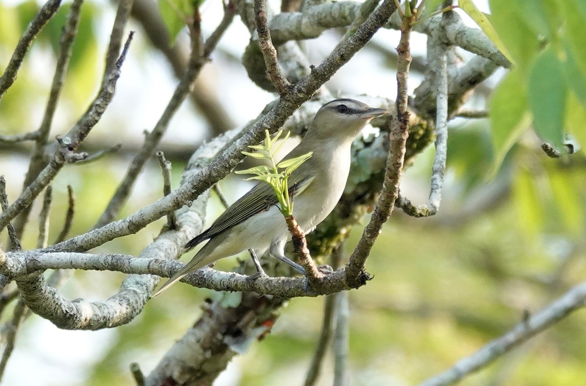 Sarı Böğürlü Vireo - ML620912652