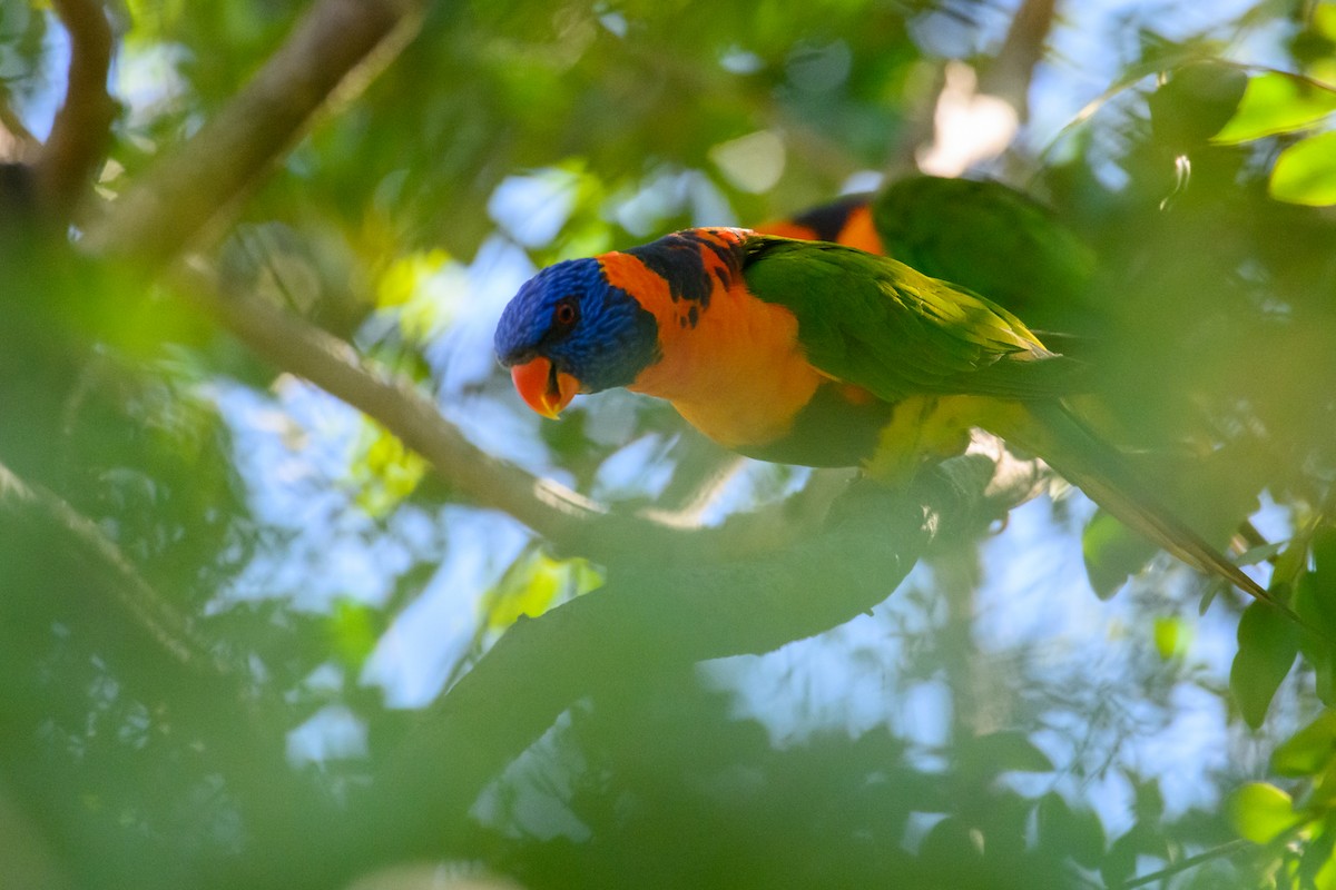 Red-collared Lorikeet - Mark Lethlean