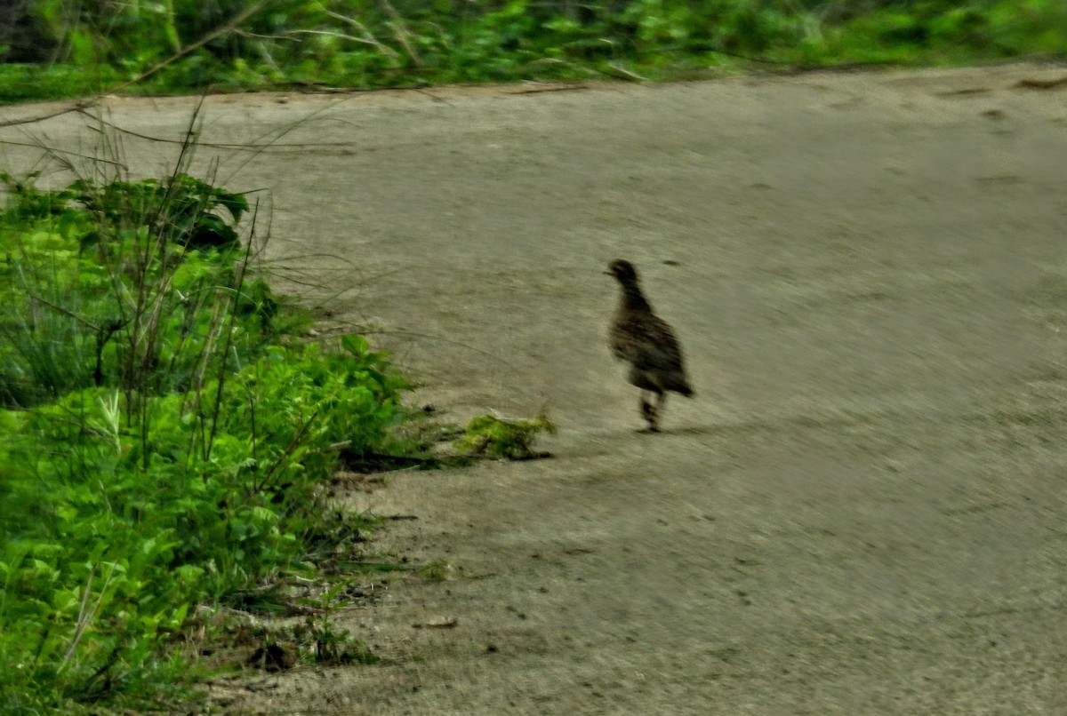 Gray Francolin - ML620912673