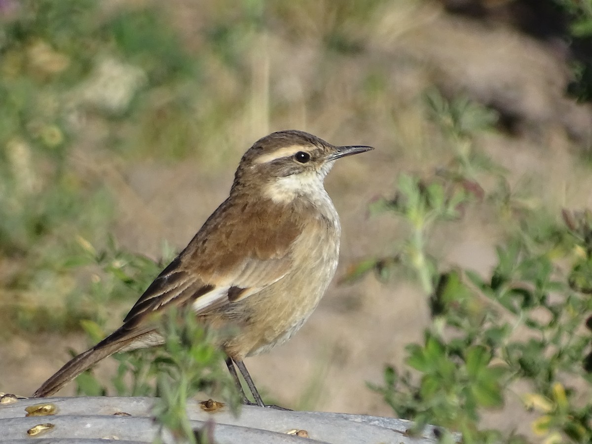 Cream-winged Cinclodes - José Ignacio Catalán Ruiz