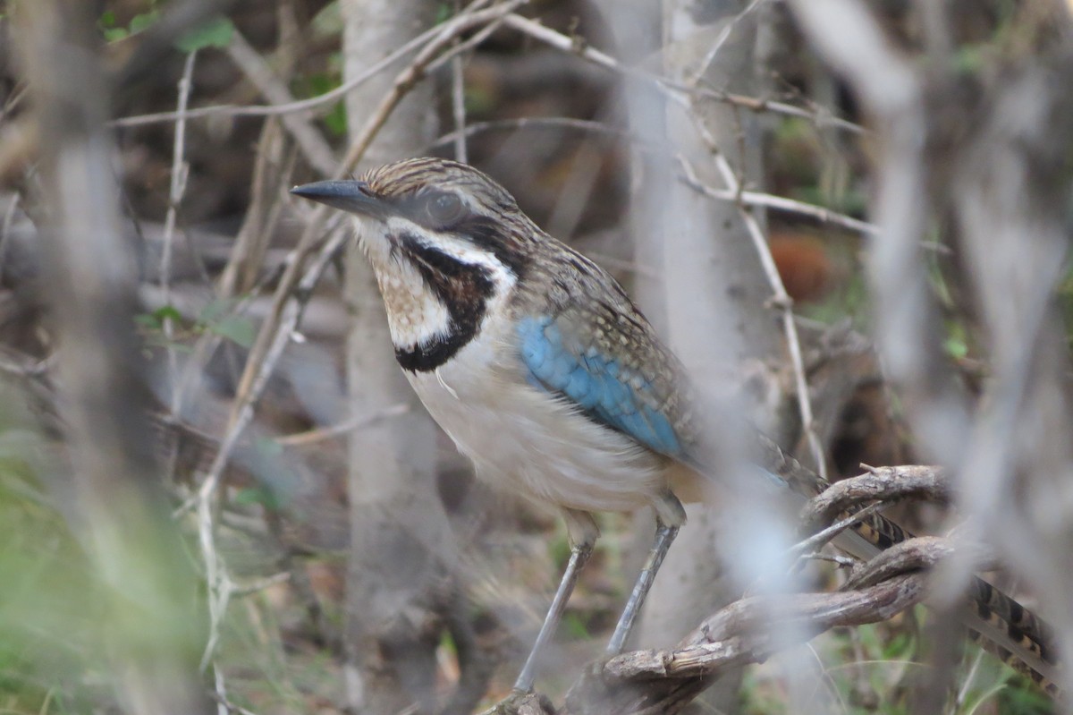 Long-tailed Ground-Roller - ML620912682