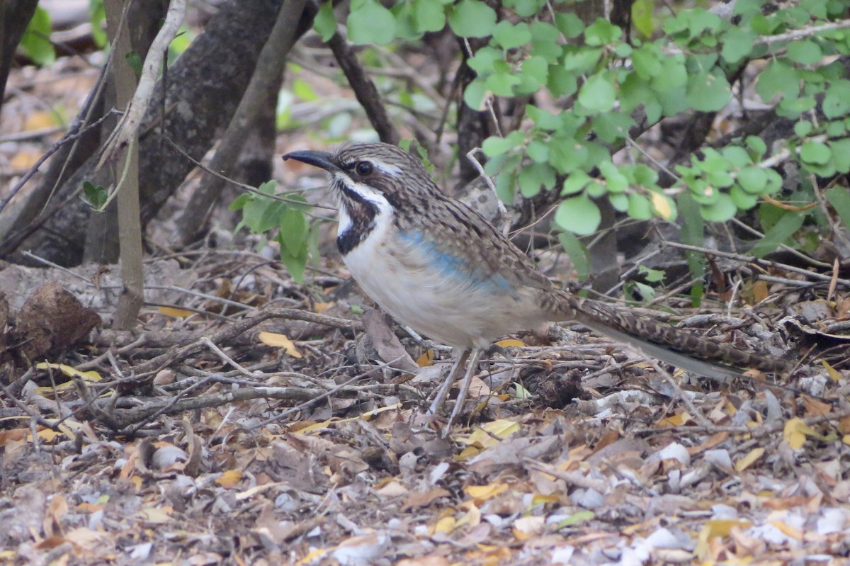 Long-tailed Ground-Roller - ML620912685