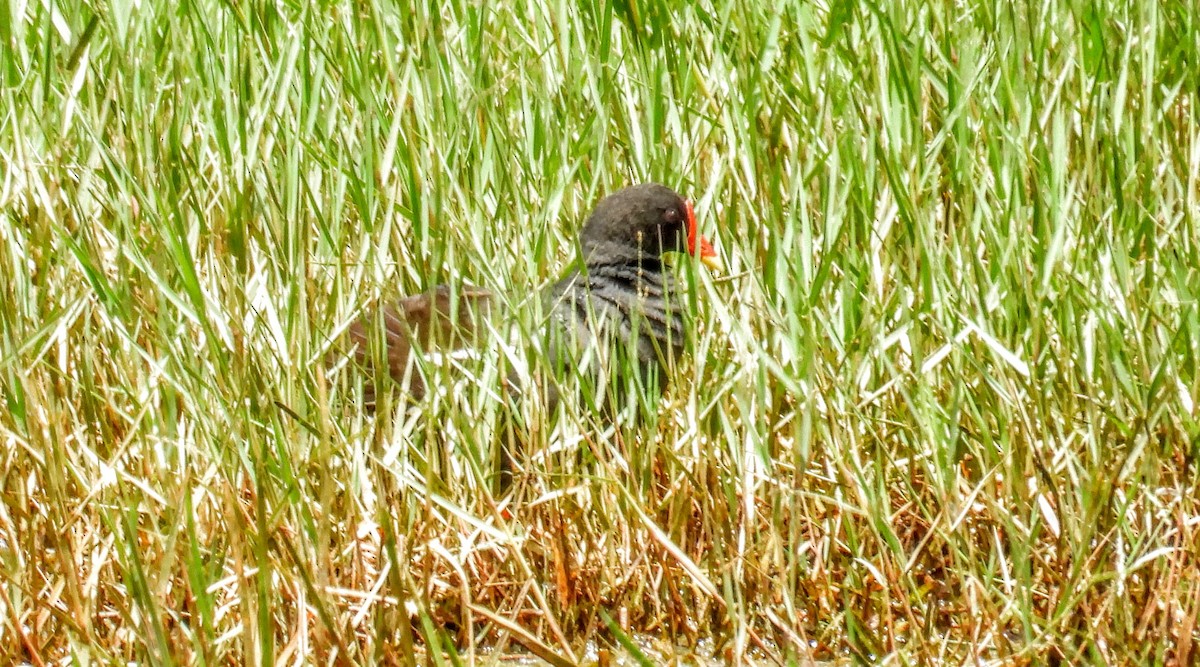 Eurasian Moorhen - ML620912701