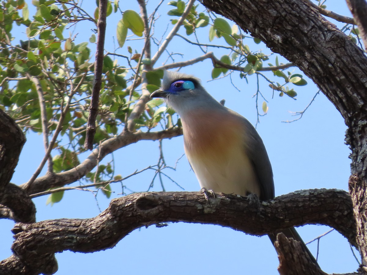 Crested Coua (Chestnut-vented) - ML620912702