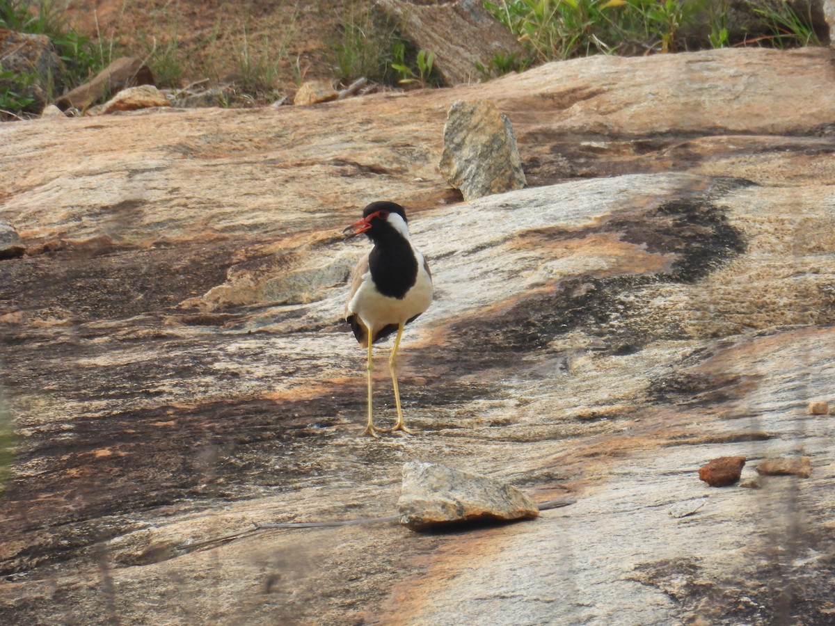 Red-wattled Lapwing - Jay Govind