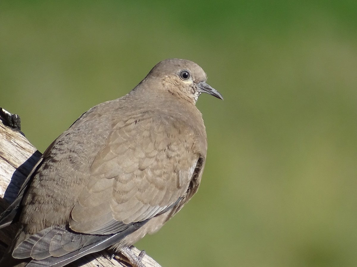 Black-winged Ground Dove - ML620912713