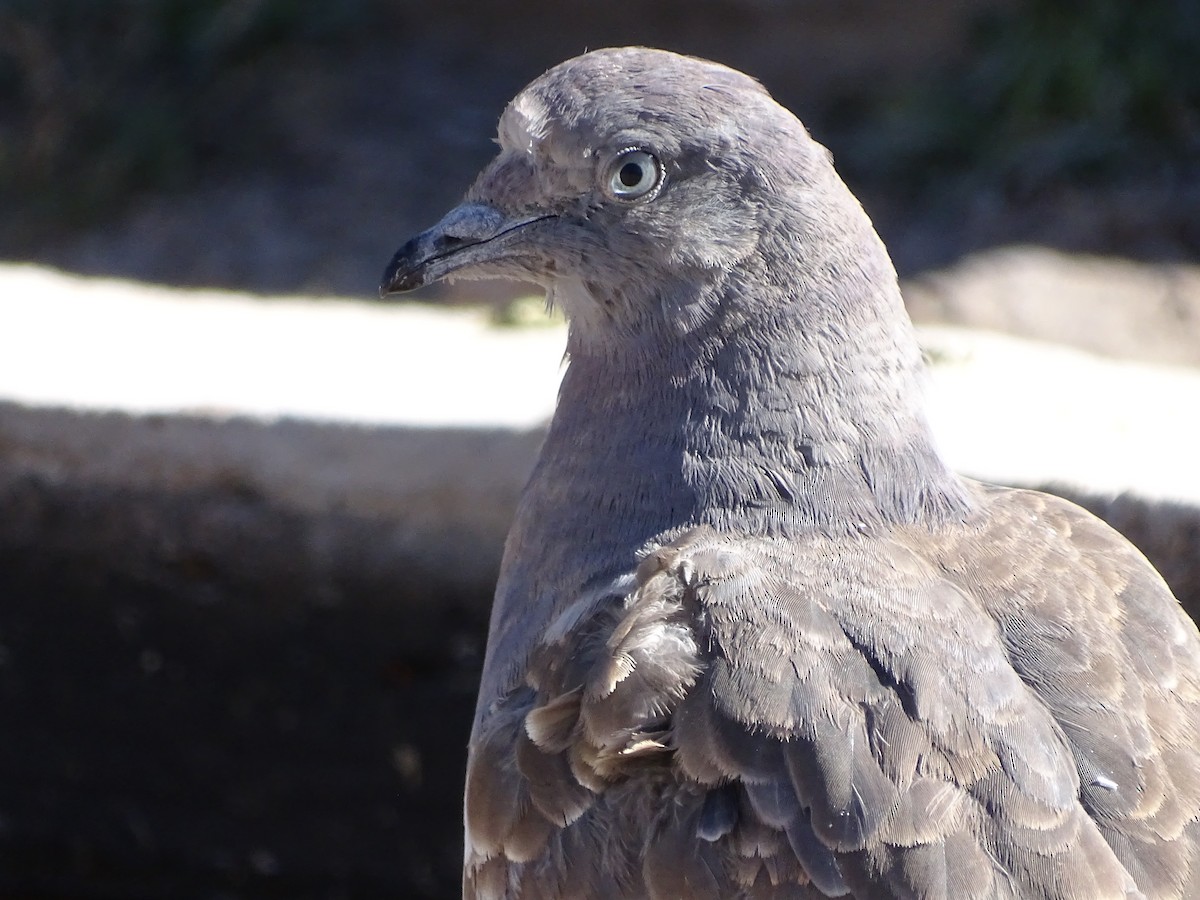 Spot-winged Pigeon - ML620912715