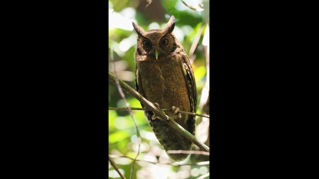 Tawny-bellied Screech-Owl (Austral) - ML620912721