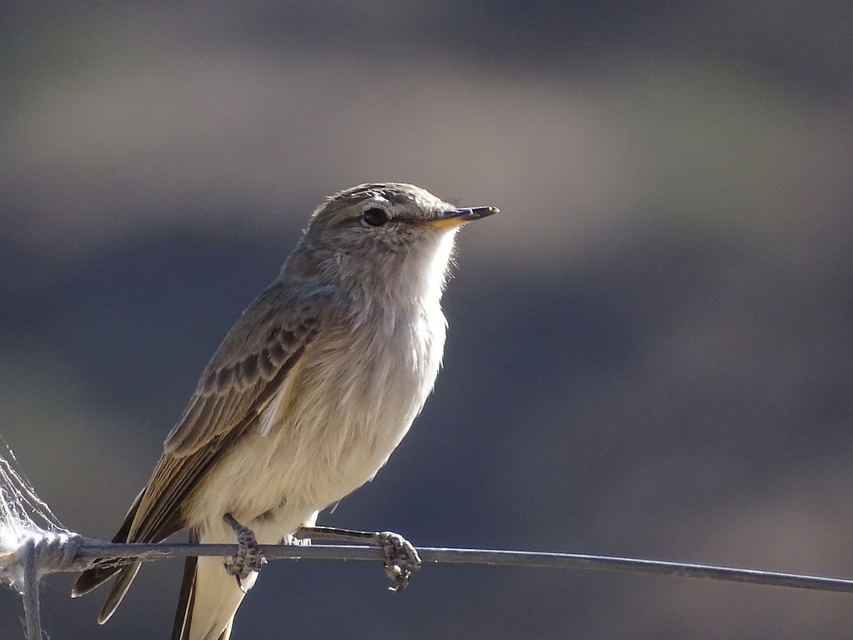 Spot-billed Ground-Tyrant - José Ignacio Catalán Ruiz