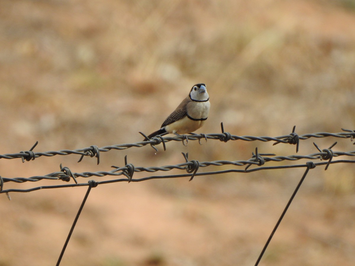 Double-barred Finch - DS Ridley