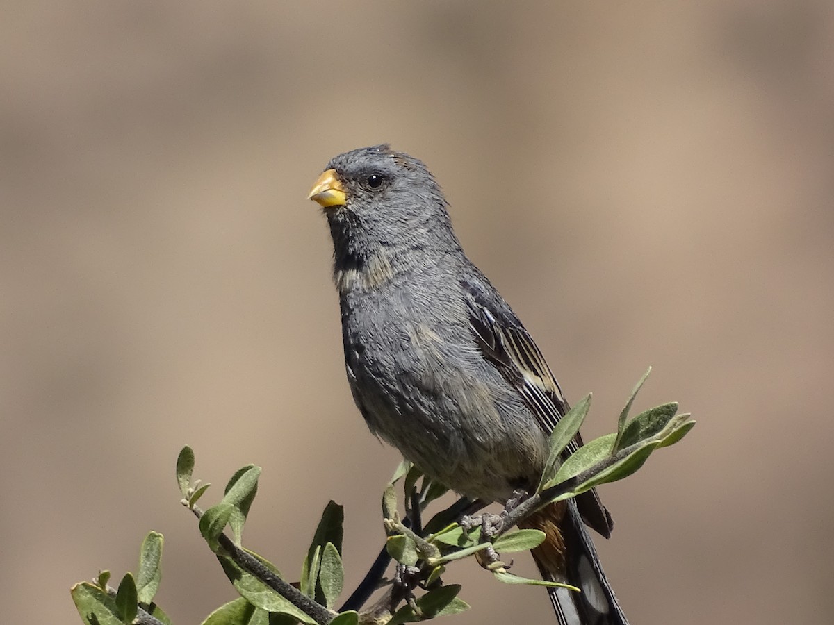 Band-tailed Seedeater - ML620912733