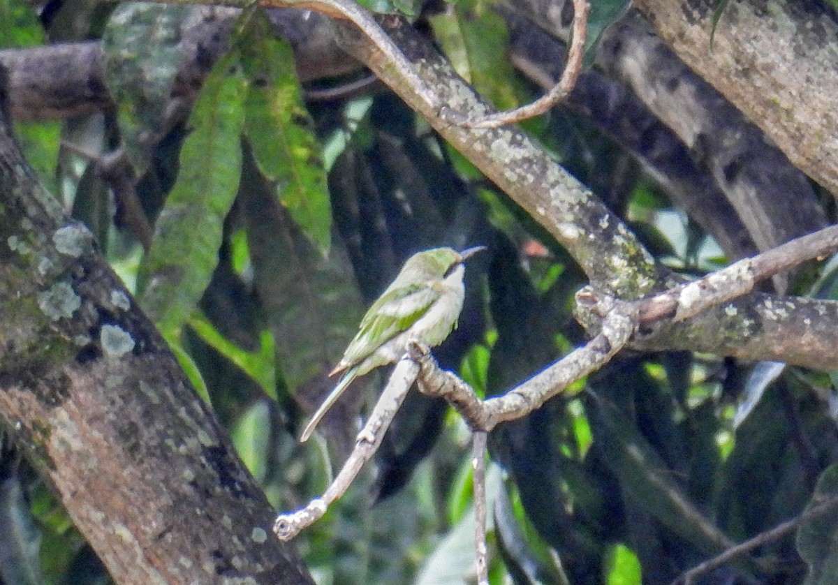 Asian Green Bee-eater - ML620912735