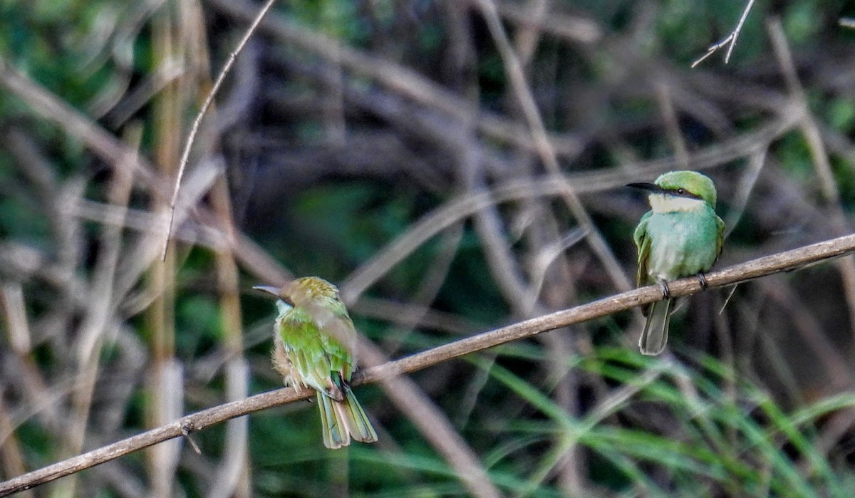 Asian Green Bee-eater - ML620912736