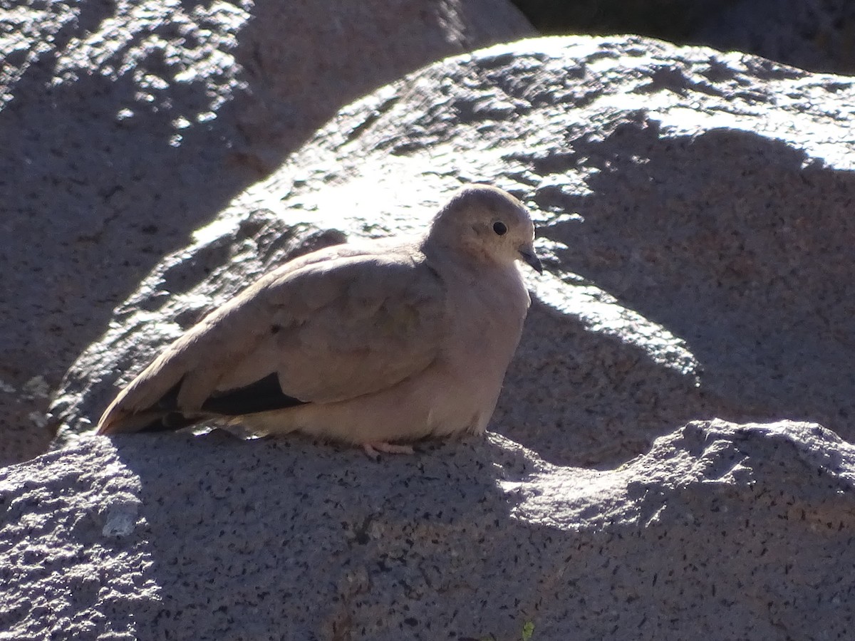 Golden-spotted Ground Dove - ML620912756