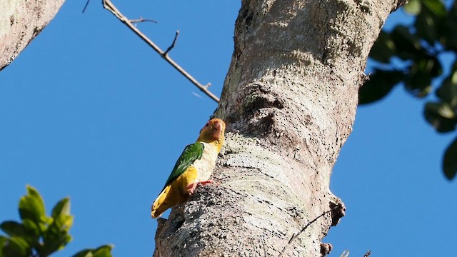 White-bellied Parrot - ML620912758