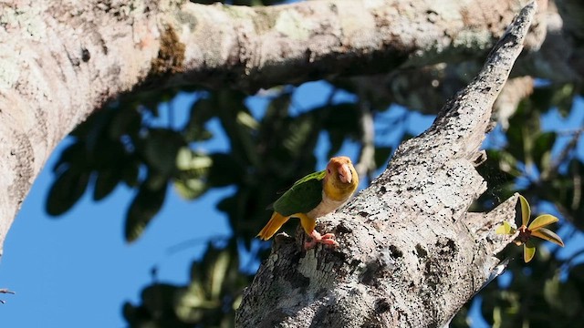 White-bellied Parrot - ML620912759