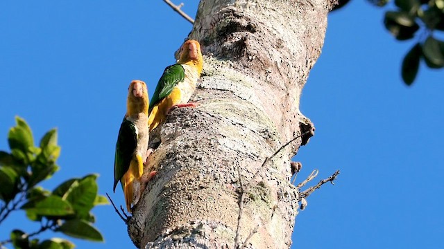 White-bellied Parrot - ML620912760