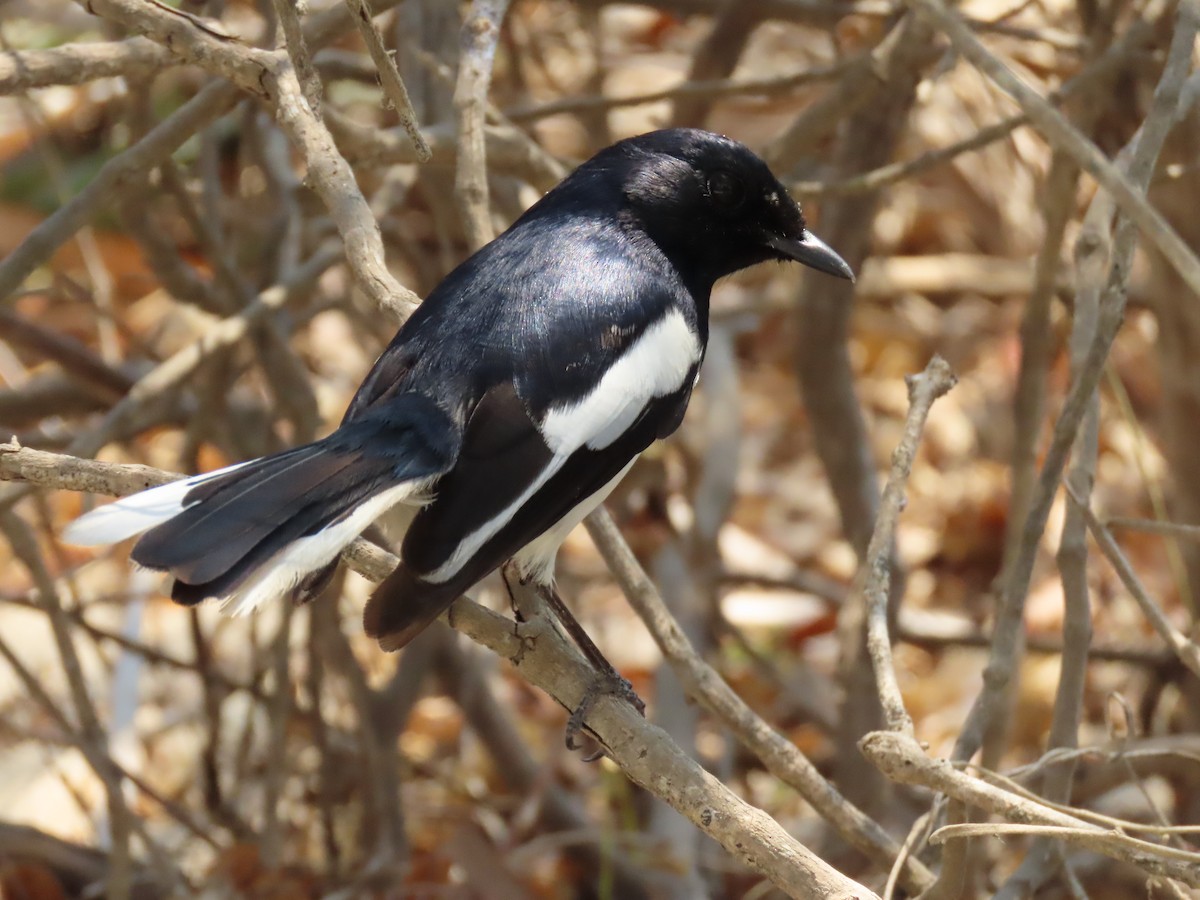 Madagascar Magpie-Robin (White-bellied) - ML620912766