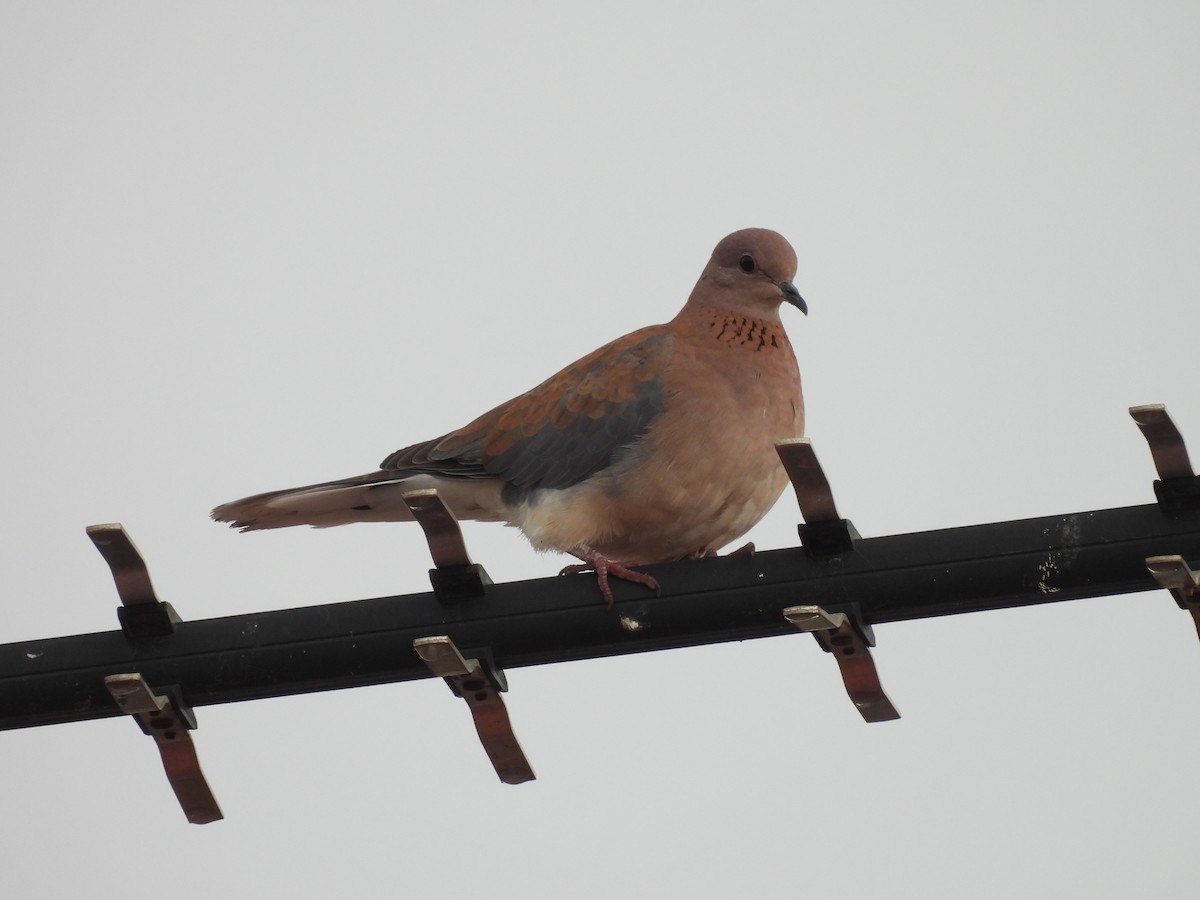 Laughing Dove - ML620912780