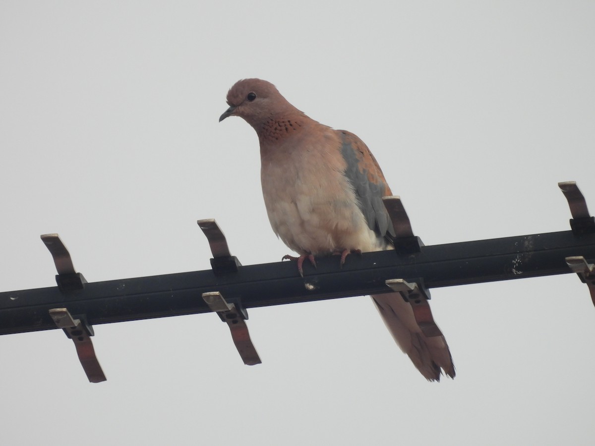 Laughing Dove - ML620912781