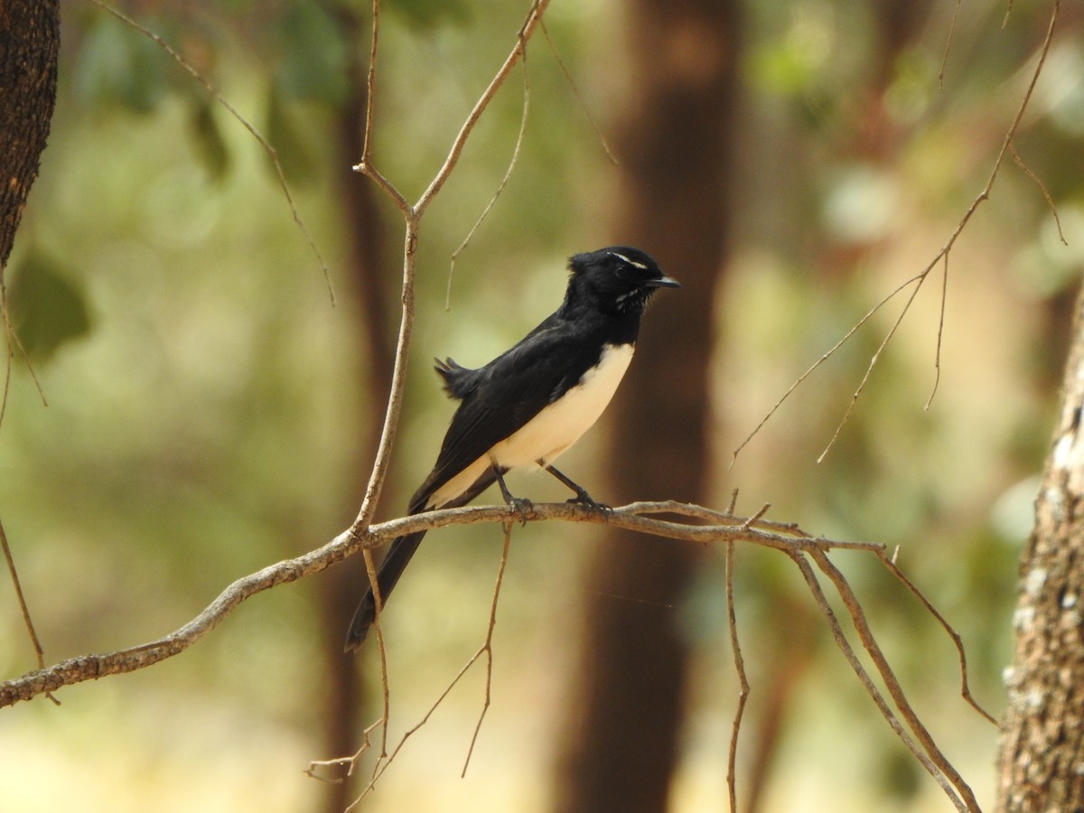 Willie-wagtail - ML620912790
