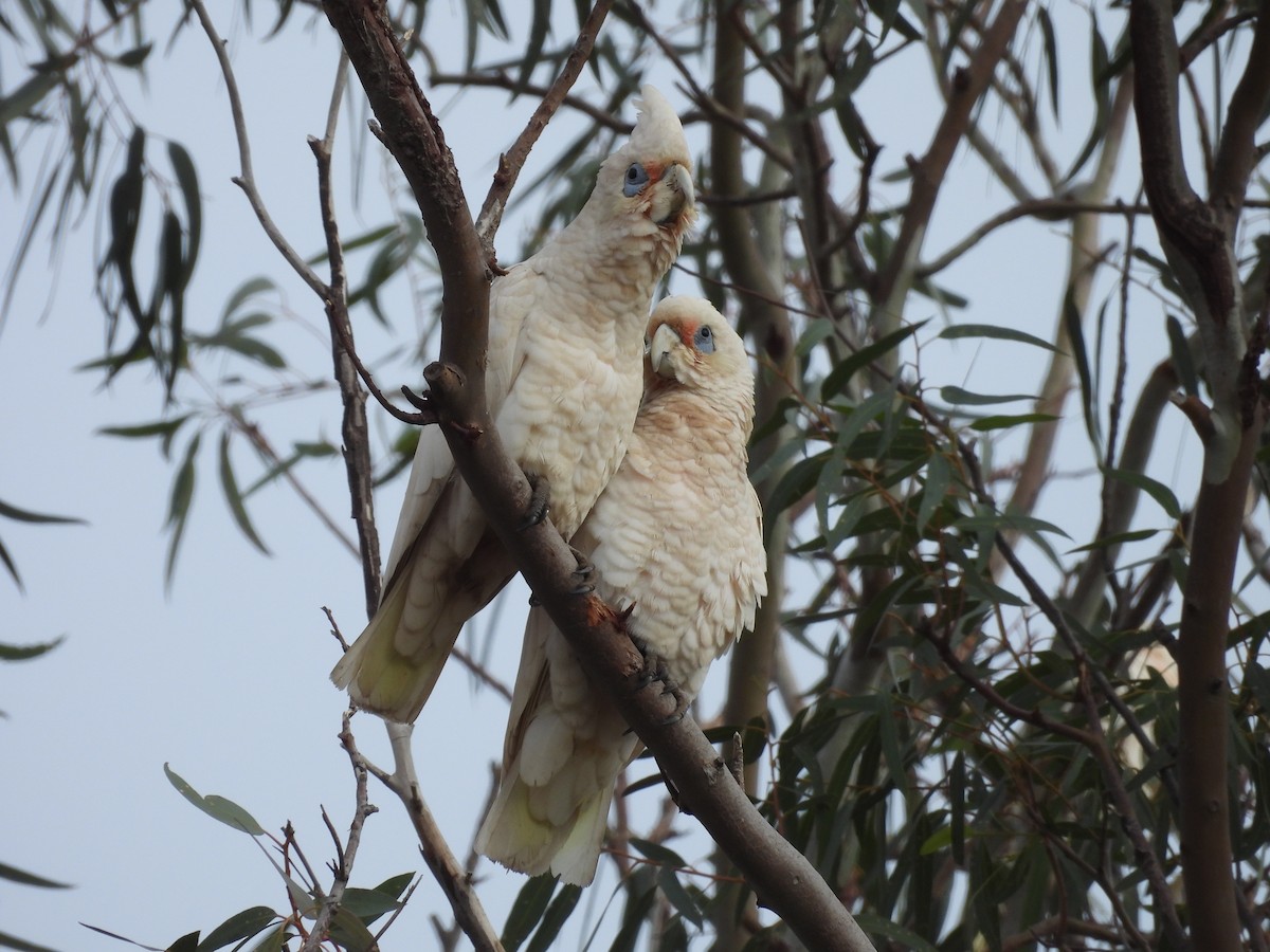 Western Corella - ML620912791