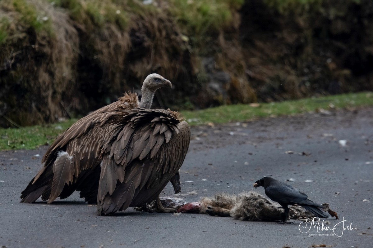 House Crow - Mihir Joshi