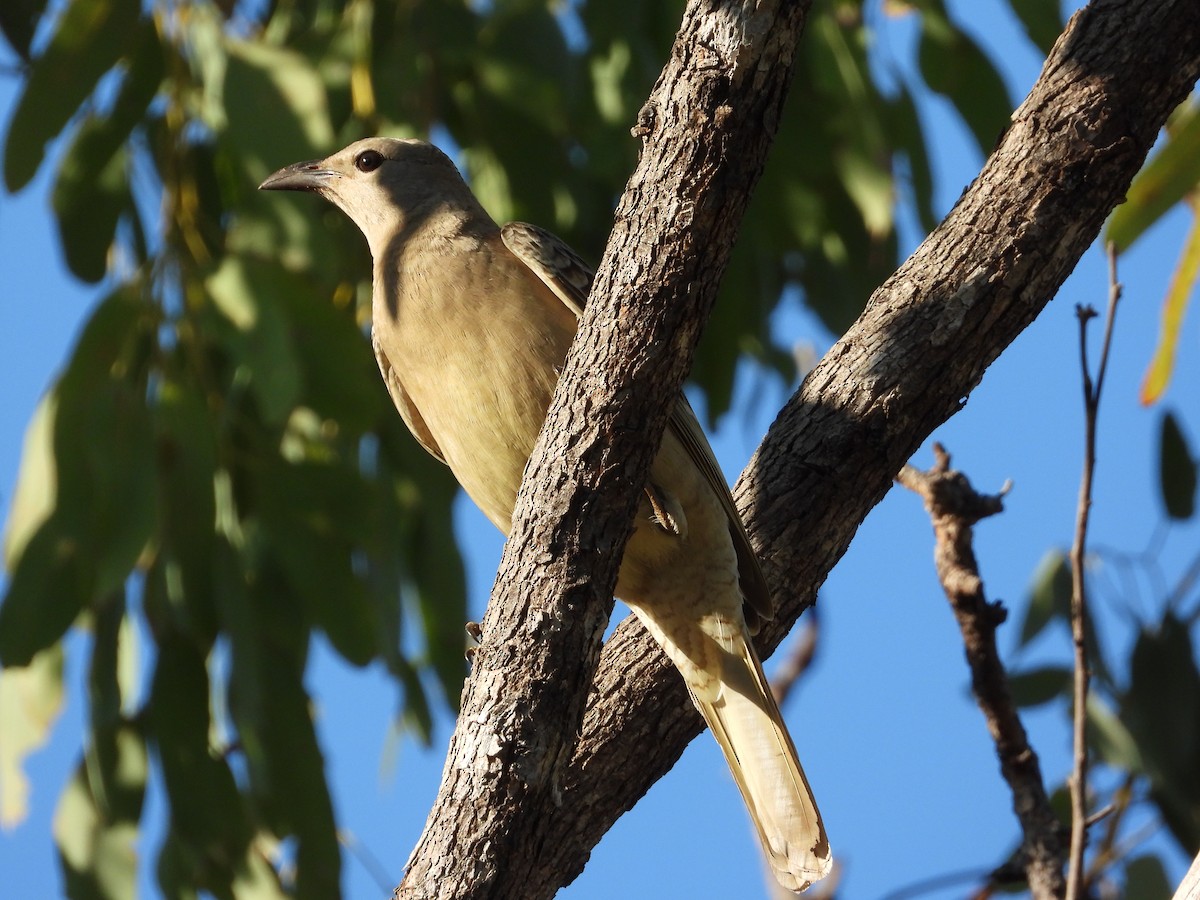 Great Bowerbird - ML620912798