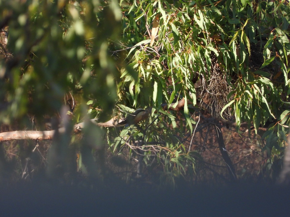 Gray-crowned Babbler - ML620912802