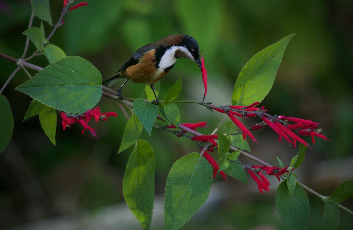 Eastern Spinebill - ML620912832